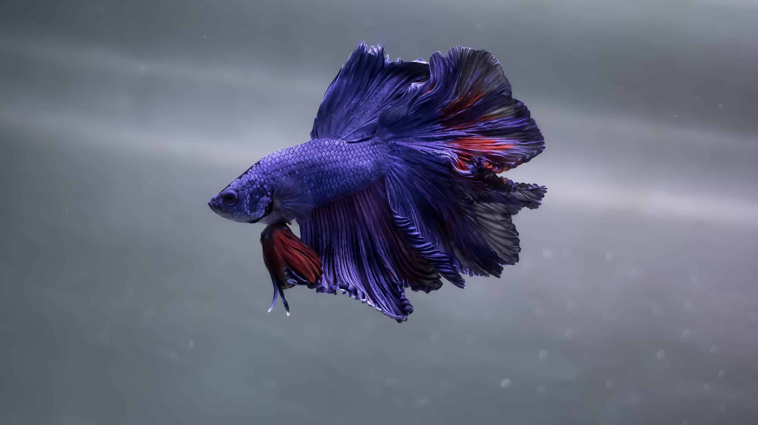 7 Types of Purple Fish to Own
