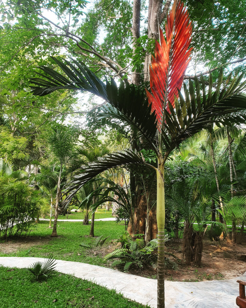 red feather palm