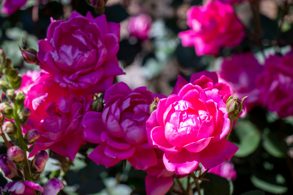 cluster of double red Knock-Out roses