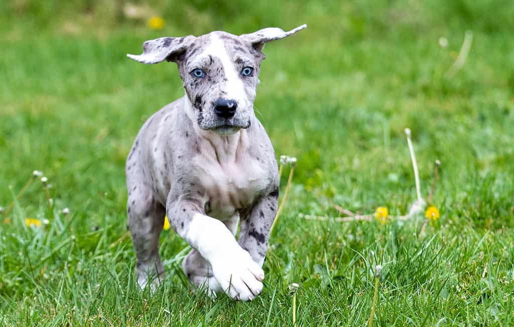 Great Dane Puppy with Blue Eyes