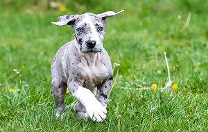 Great Dane Colors: Rarest to Most Common Picture