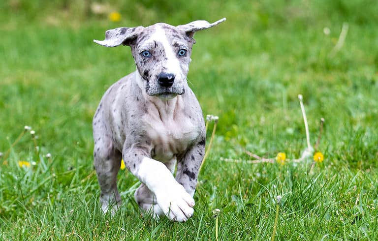 Great Dane Puppy with Blue Eyes