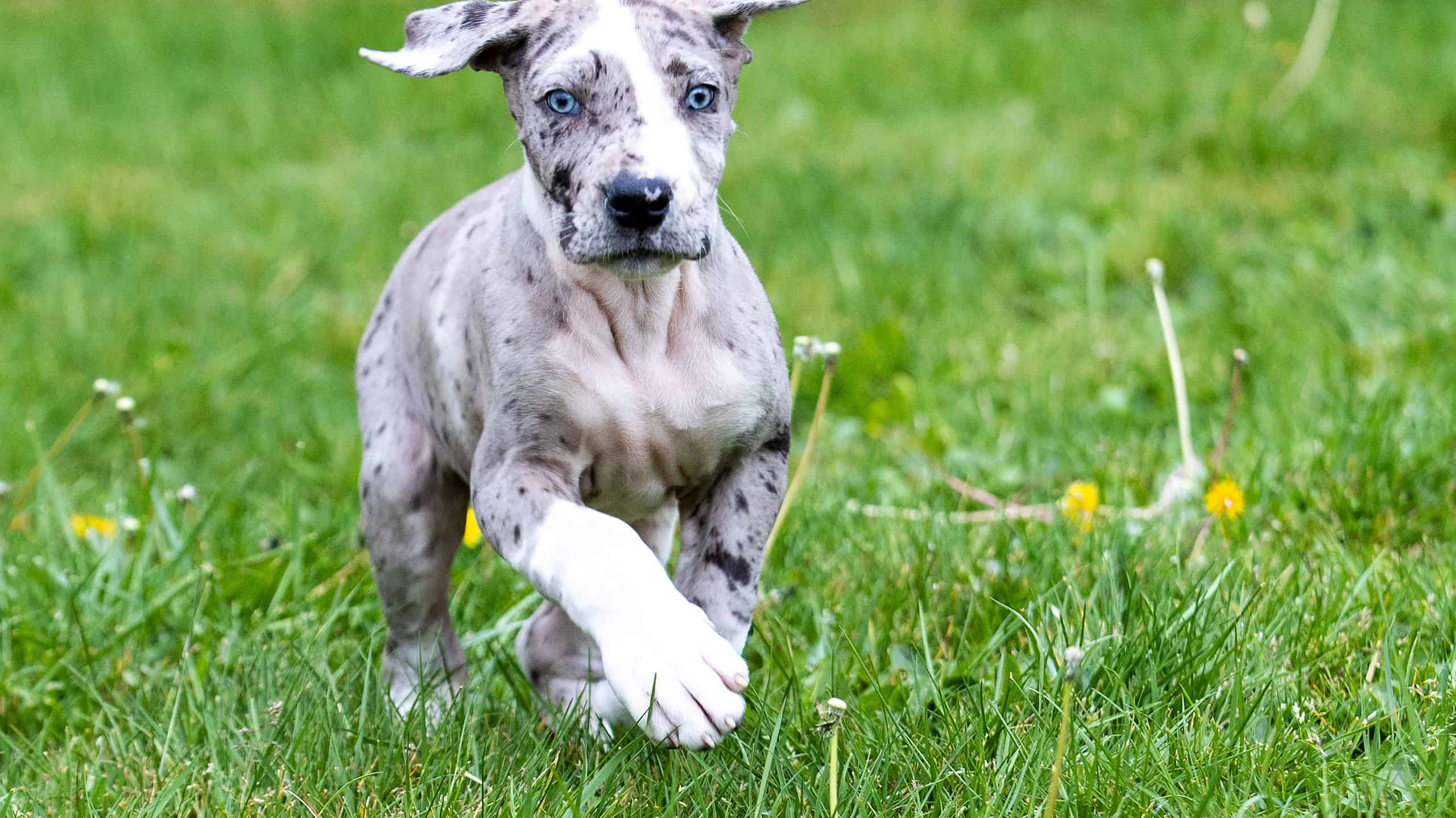 brown spotted great dane puppy