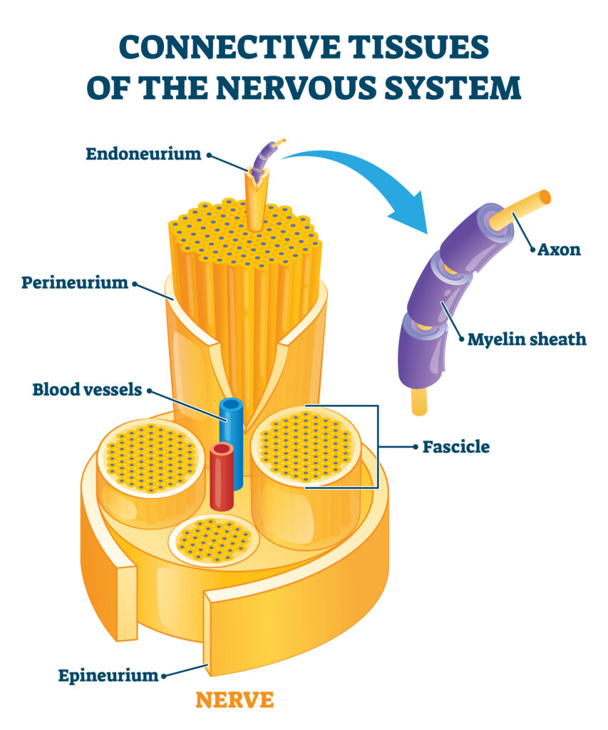 Hình minh họa các mô liên kết của hệ thần kinh