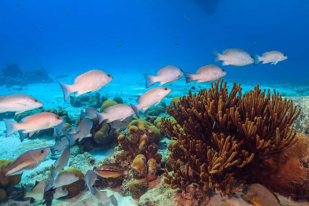 Mangrove snappers swimming over coral