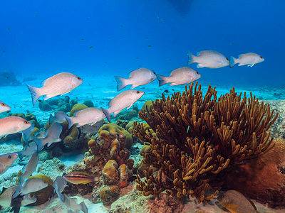 A Mangrove Snapper