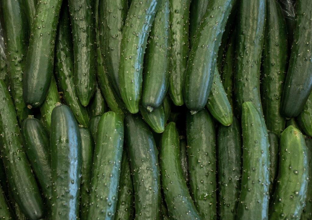 Burpless Cucumbers - Types of Cucumbers