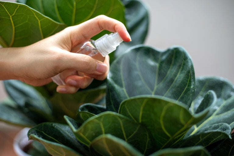 Ficus Lyrata (fiddle leaf fig)