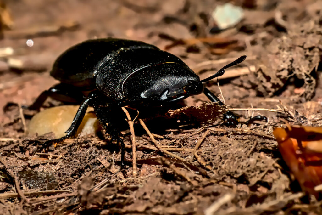 Antelope deer beetle on the forest floor.