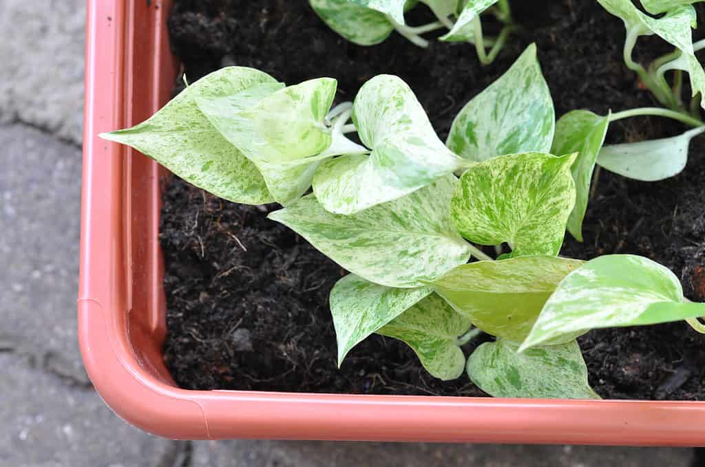 Golden pothos growing in a pot