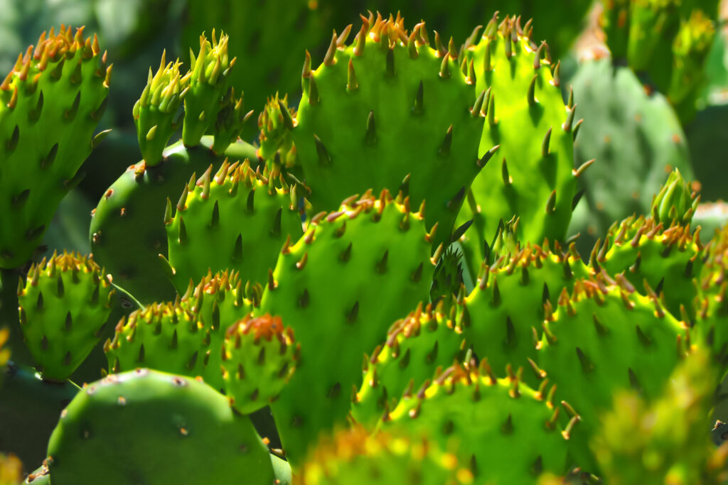 Close-up of green devil's tongue cactus leaves and spikes.