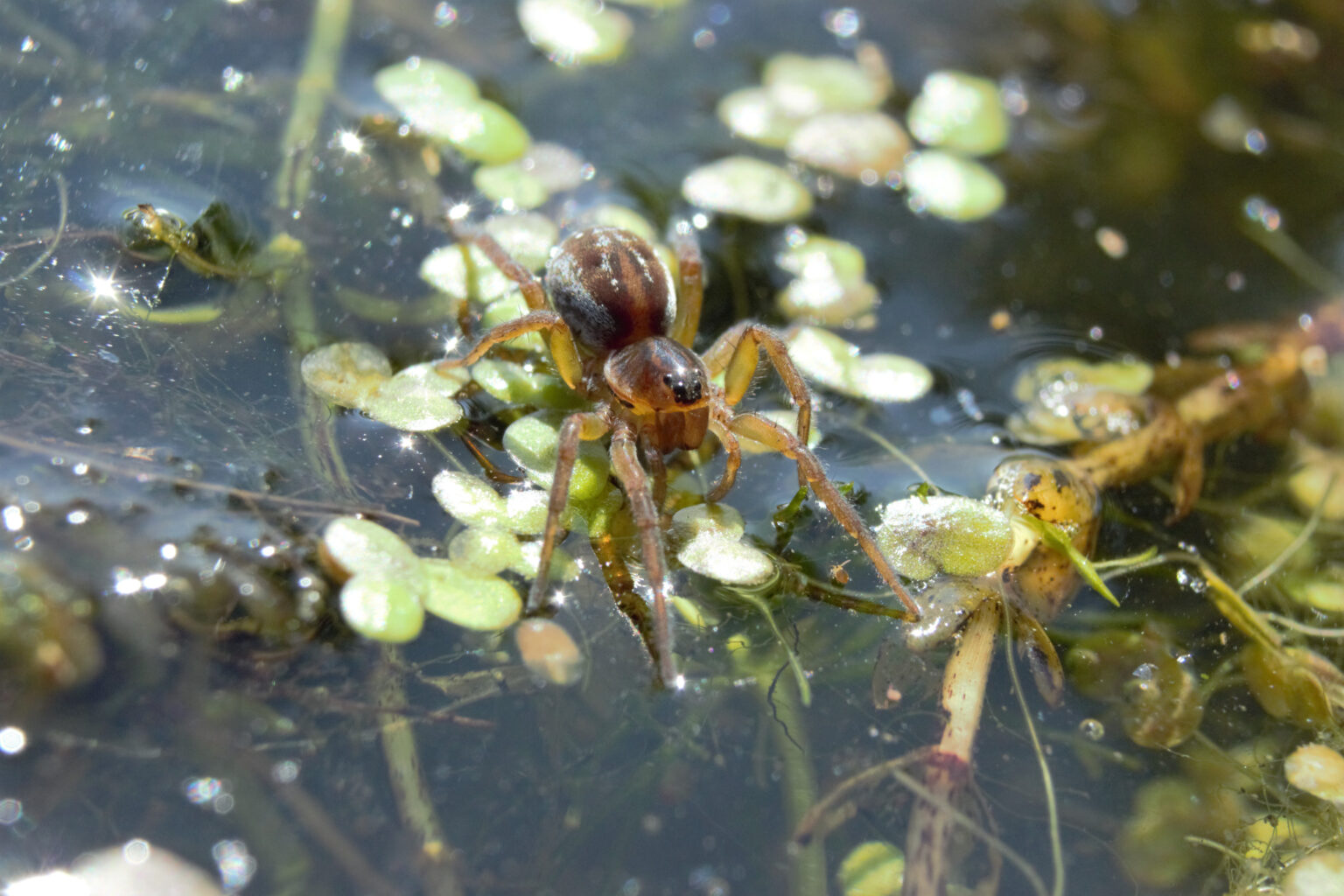 10 Notable Facts About Wolf Spiders - A-Z Animals
