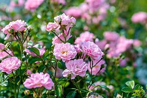 Discover 5 Earth-Kind Roses for Texas Gardens Picture