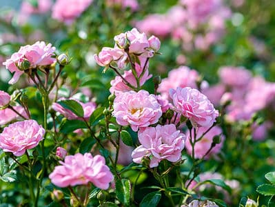 A Discover 5 Earth-Kind Roses for Texas Gardens