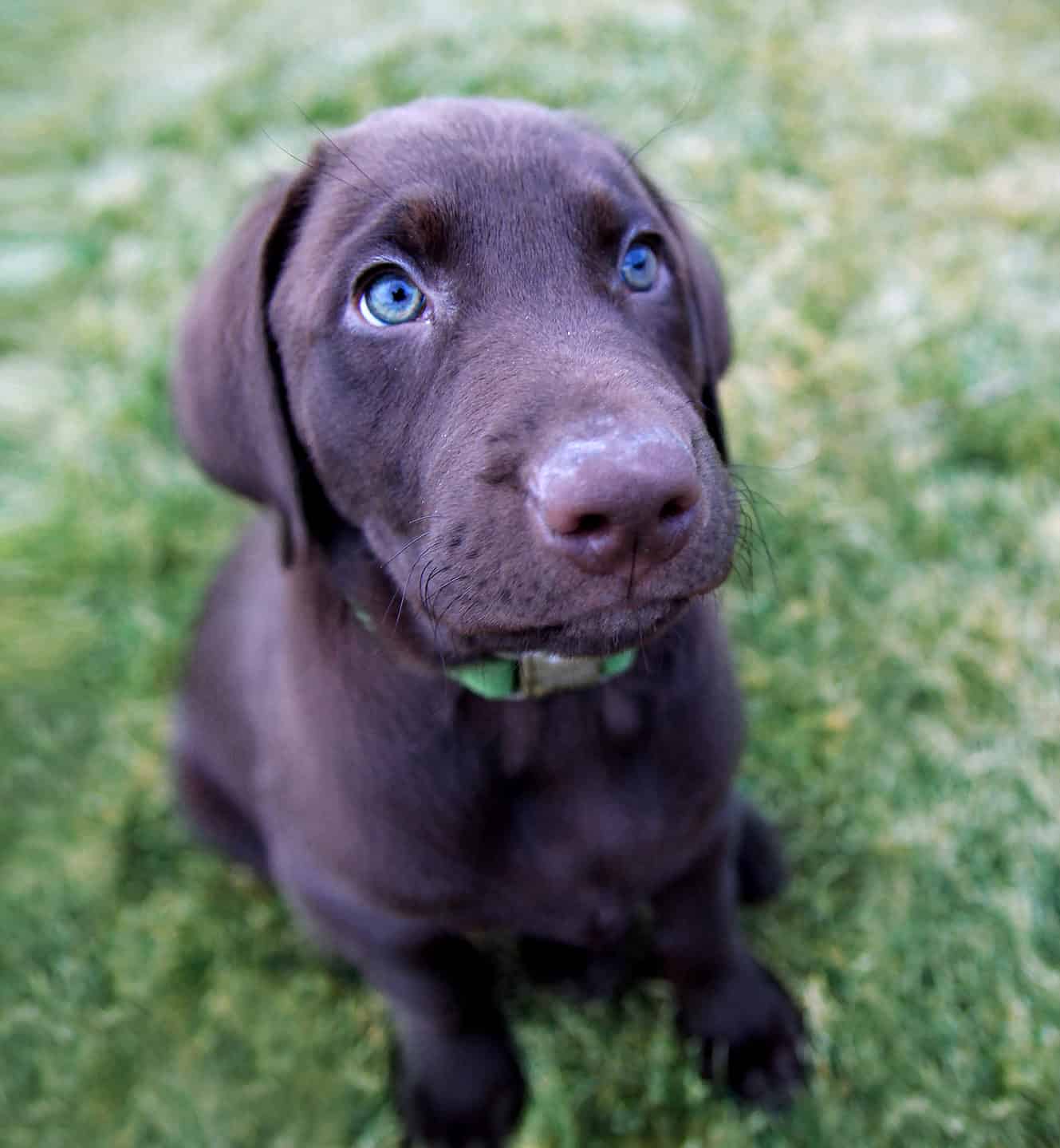 When to Spay or Neuter Your Labrador Retriever