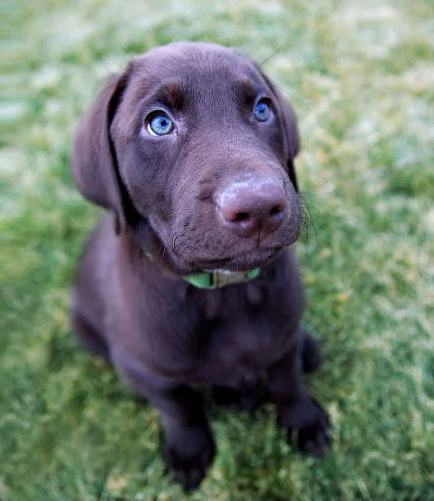 cutest lab puppy ever