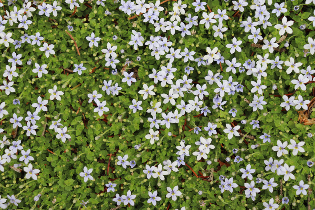 Gros plan d'un épais couvre-sol de plante grimpante bleue avec de petites fleurs bleu clair et de minuscules feuilles vertes pointues