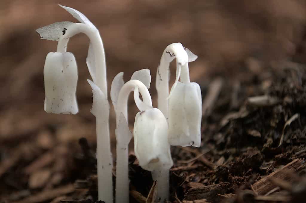 Closeup of a trio of Monotropa uniflora