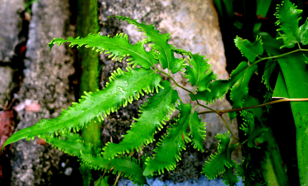 Japanese climbing fern