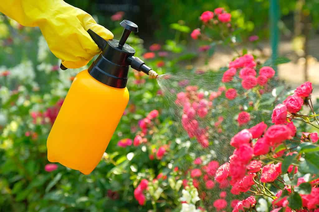 Female hand holding garden spray bottle with pesticides and spraying liquid on blooming roses