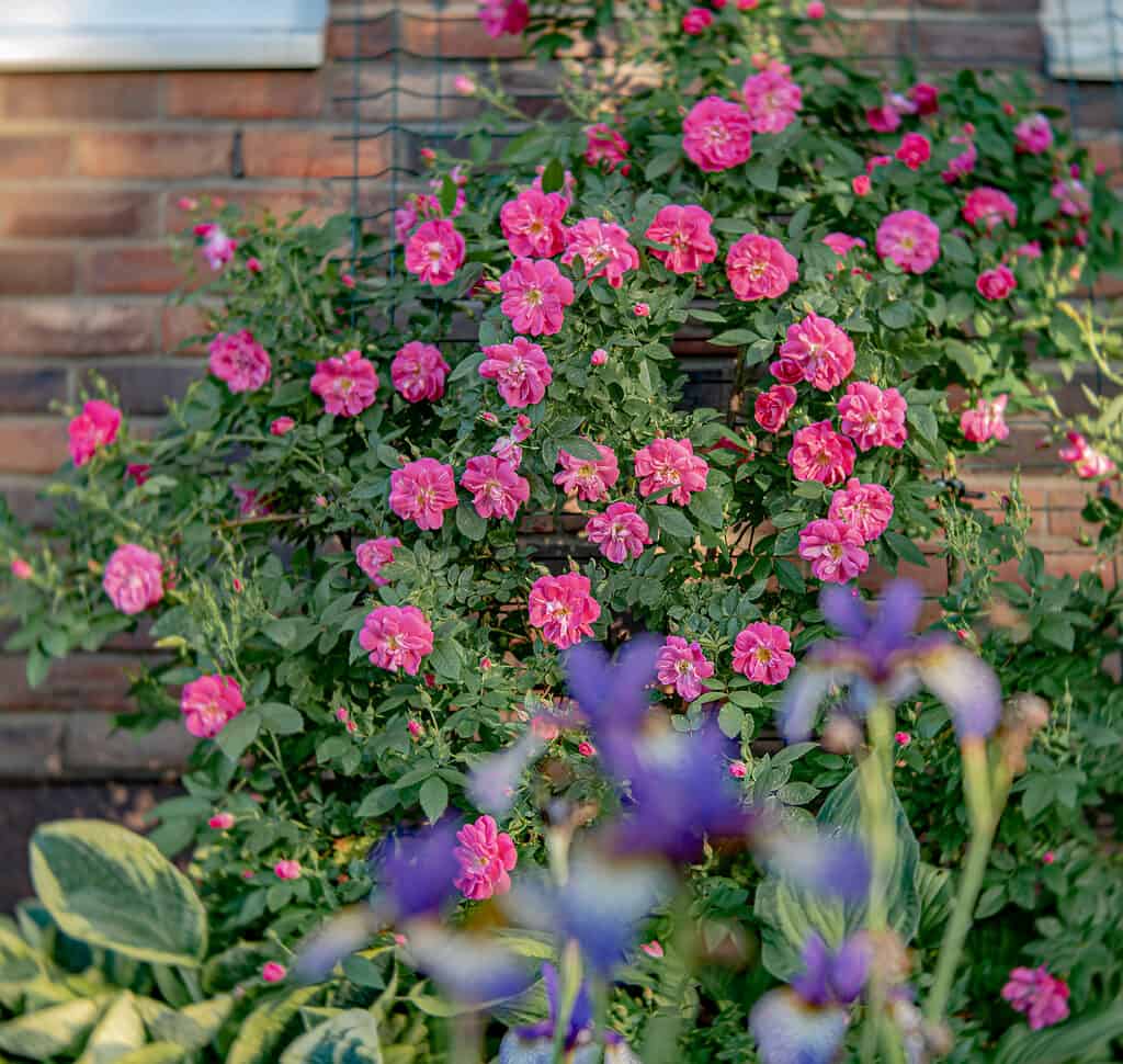 William Baffin climbing rose