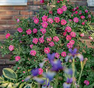 How To Prune Climbing Roses Picture
