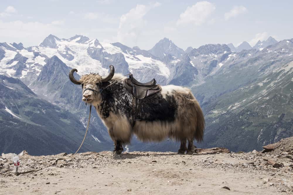 wild yak