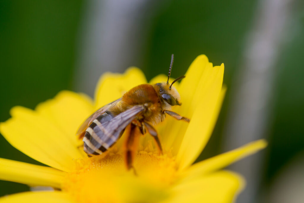 A squash bee is seen on.a yellow flower. The bee is facing the right. It is mostly brown with transparent wings and a banded abdomen. 
