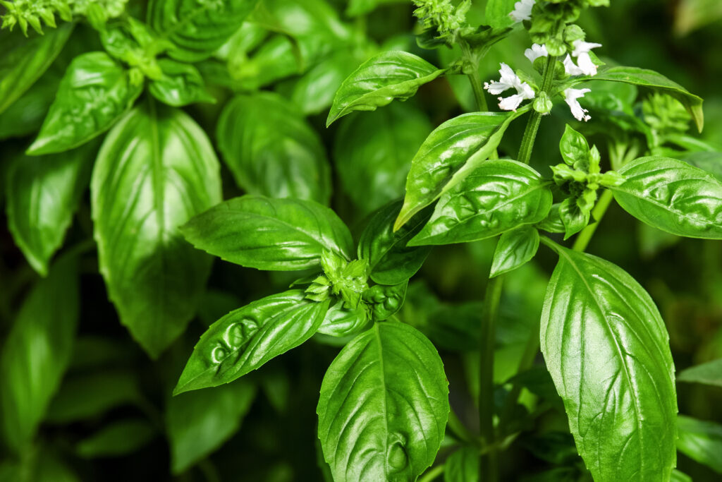Sweet Basil green plants with flowers growing.