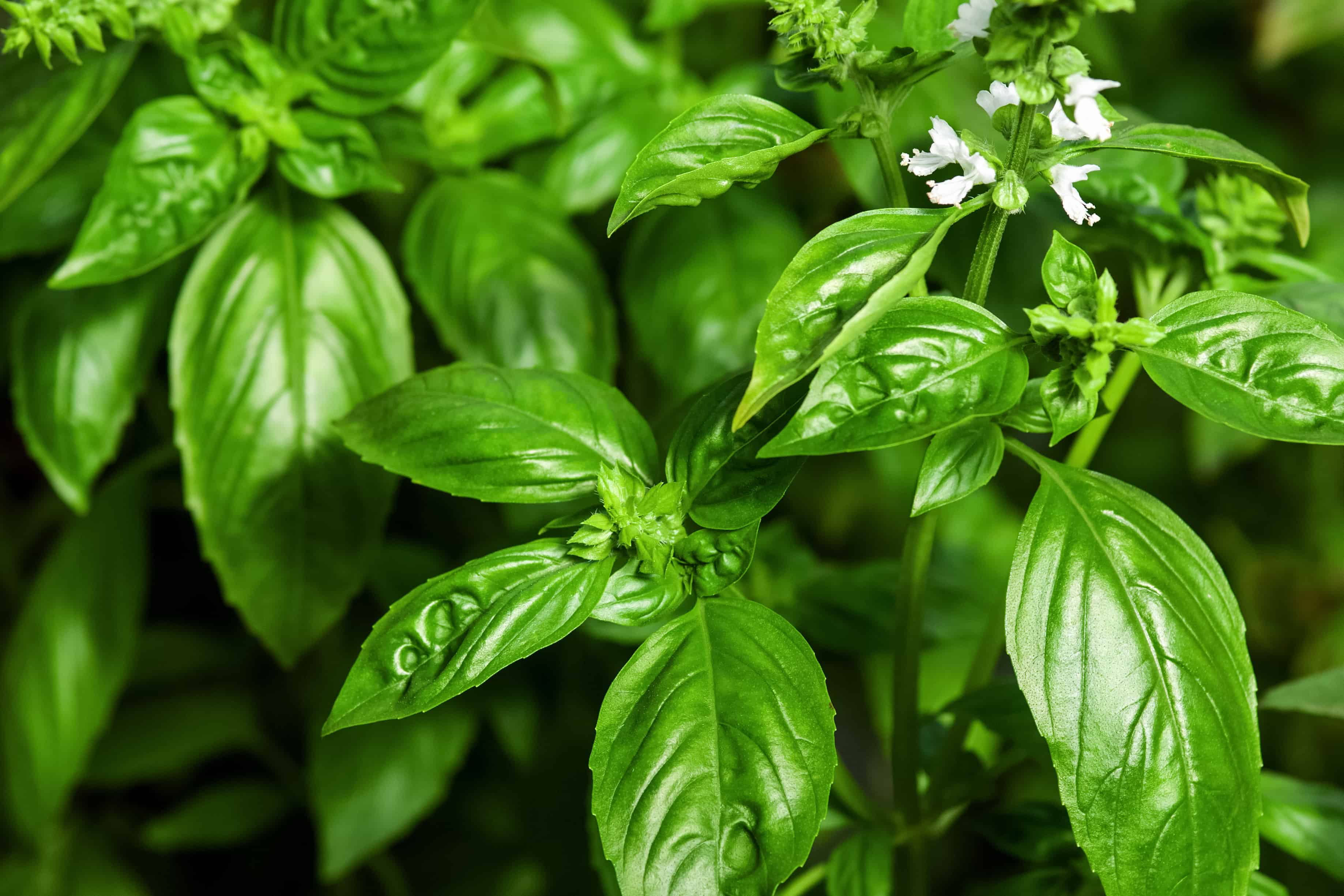 How To Grow Basil Indoors Easy to Follow Steps for a Thriving Plant