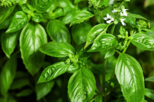 How Often Do You Water Basil? 7 Critical Tips for a Thriving Plant Picture