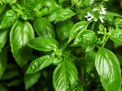A How Often Do You Water Basil? 7 Critical Tips for a Thriving Plant