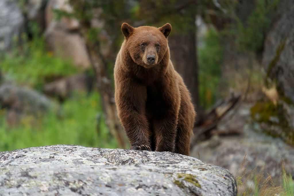 Cinnamon black bear