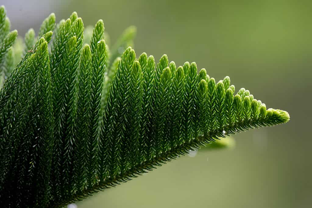 Norfolk Island Pine Tree Branch