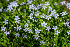 Blue Star Creeper vs. Creeping Thyme Picture