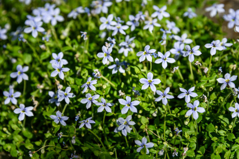 Blue star creeper is an excellent ground cover plant.