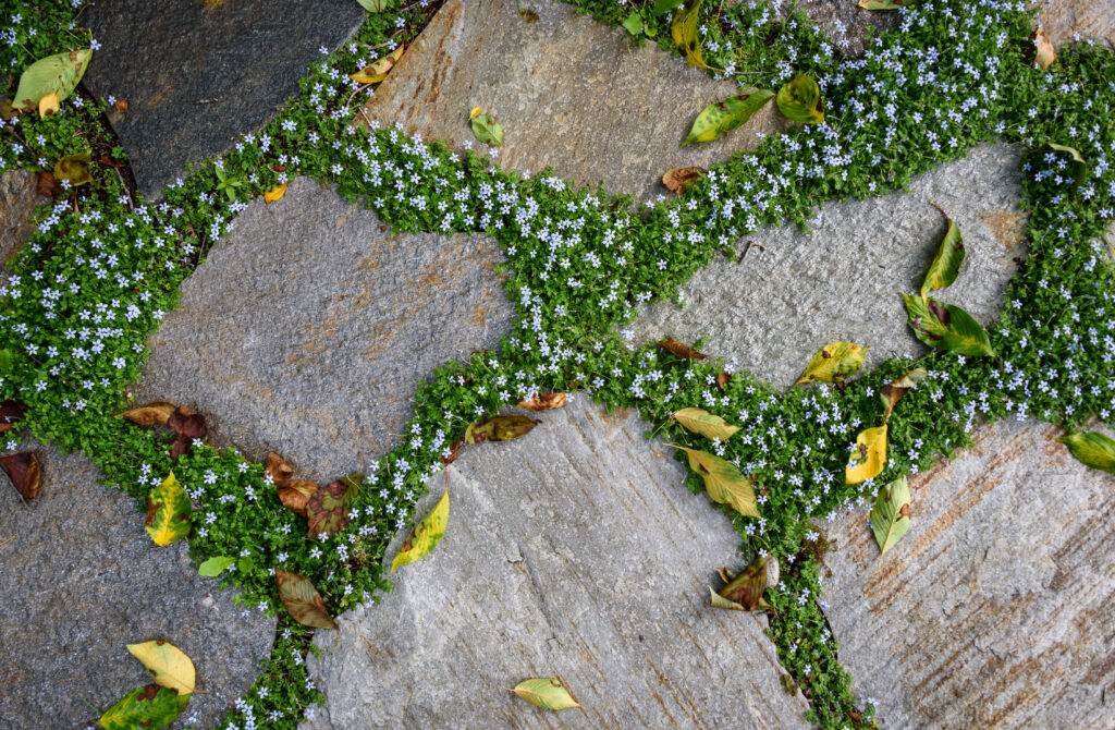 Patio dallé avec couverture de sol en étoile bleue rampante en fleurs entre les pierres
