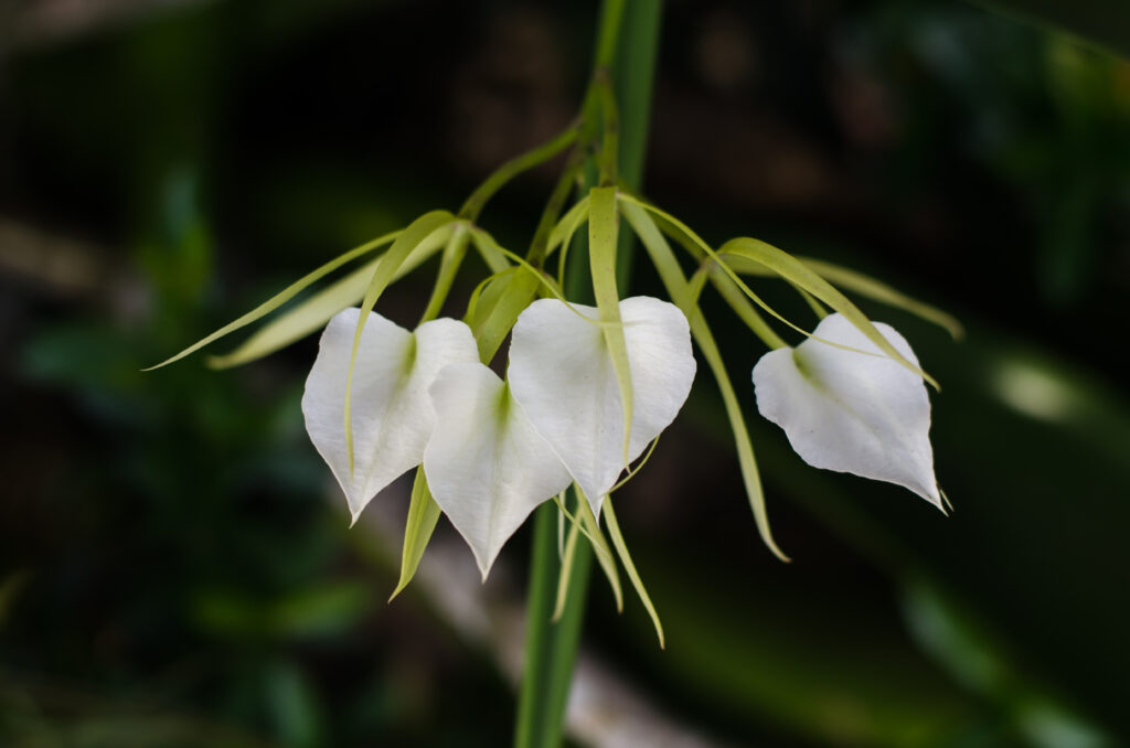 Lady of the Night Orchid (Brassavola nodosa) - Types of Orchids