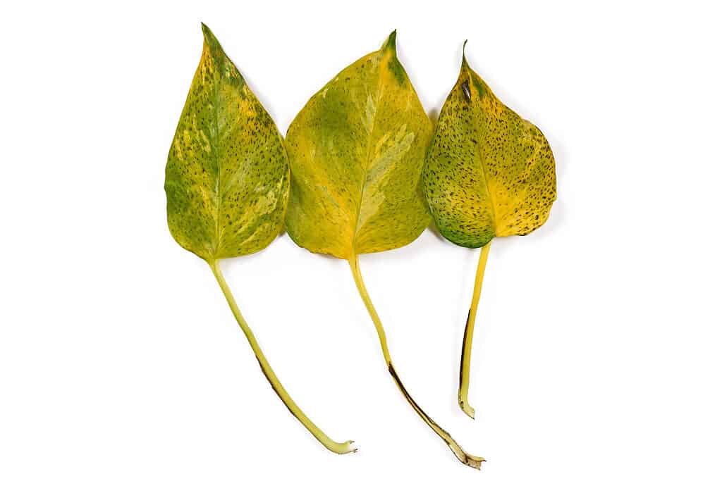 Diseased pothos leaves