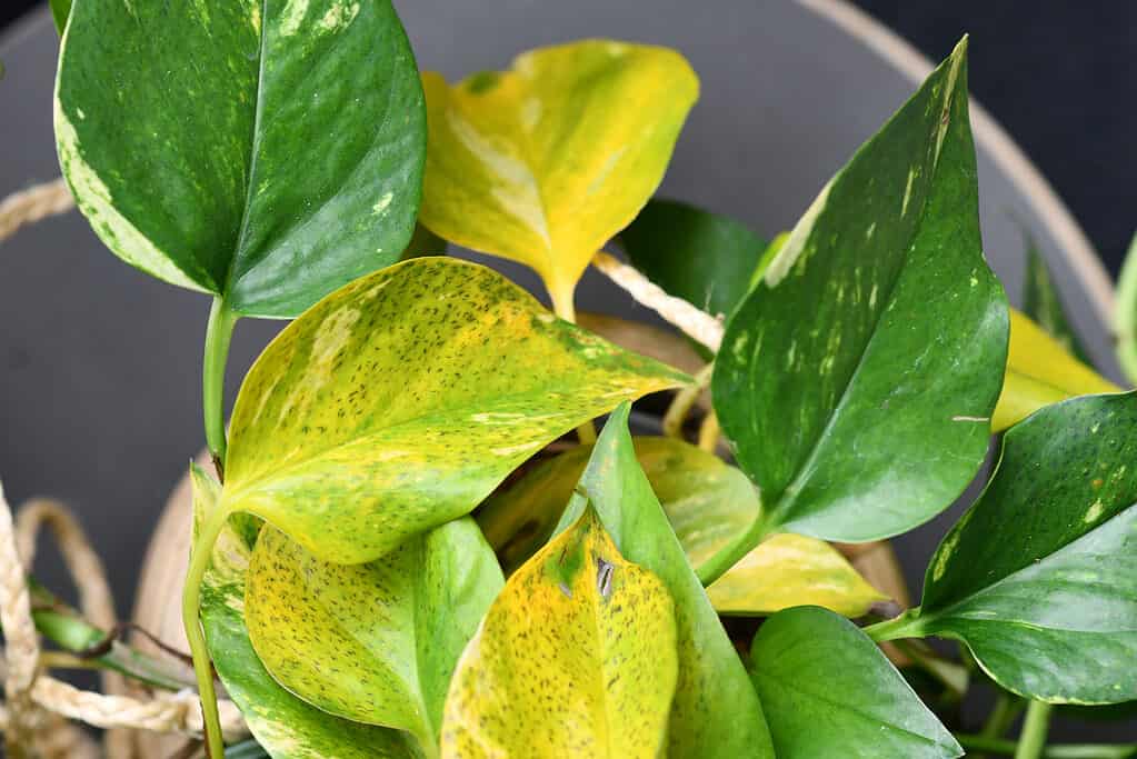 Golden Pothos houseplant with yellowing leaves