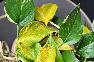 Pothos Leaves Turning Yellow: Why It’s Happening And How To Fix Picture