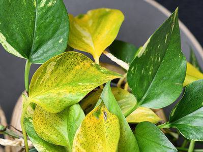 A Pothos Leaves Turning Yellow: Why It’s Happening And How To Fix
