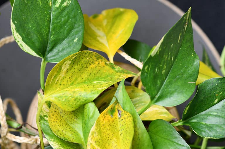 Golden Pothos houseplant with yellowing leaves
