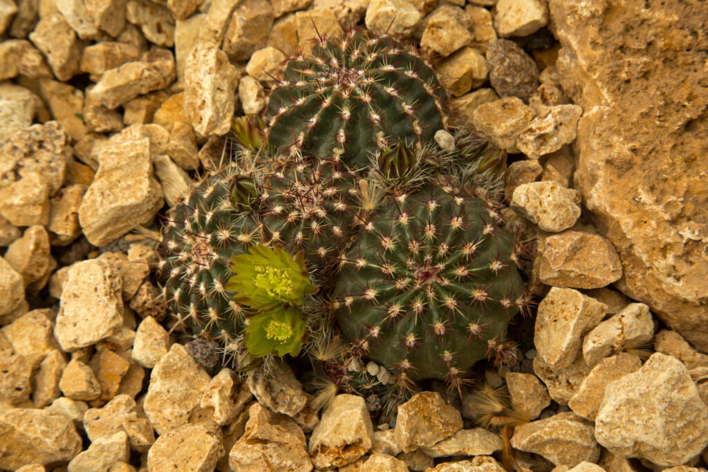 Image of nylon hedgehog cactus with spines and greenish flowers.
