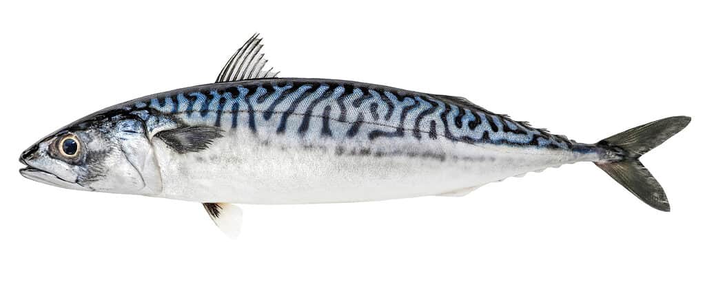 Atlantic Mackerel