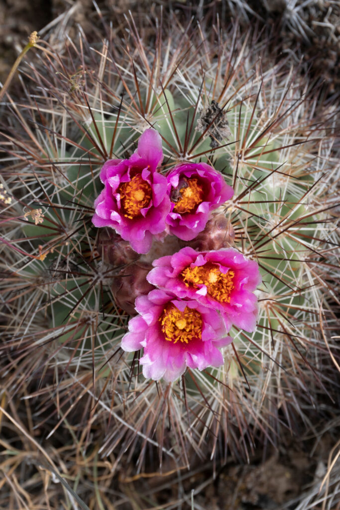  Simpson's Hedgehog Cactus (Pediocactus simpsonii) flowering in May at Beezley Hills Preserve.