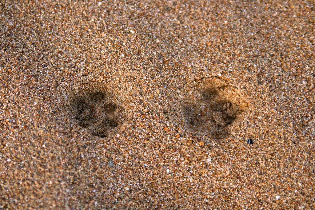 Red fox tracks in the sand