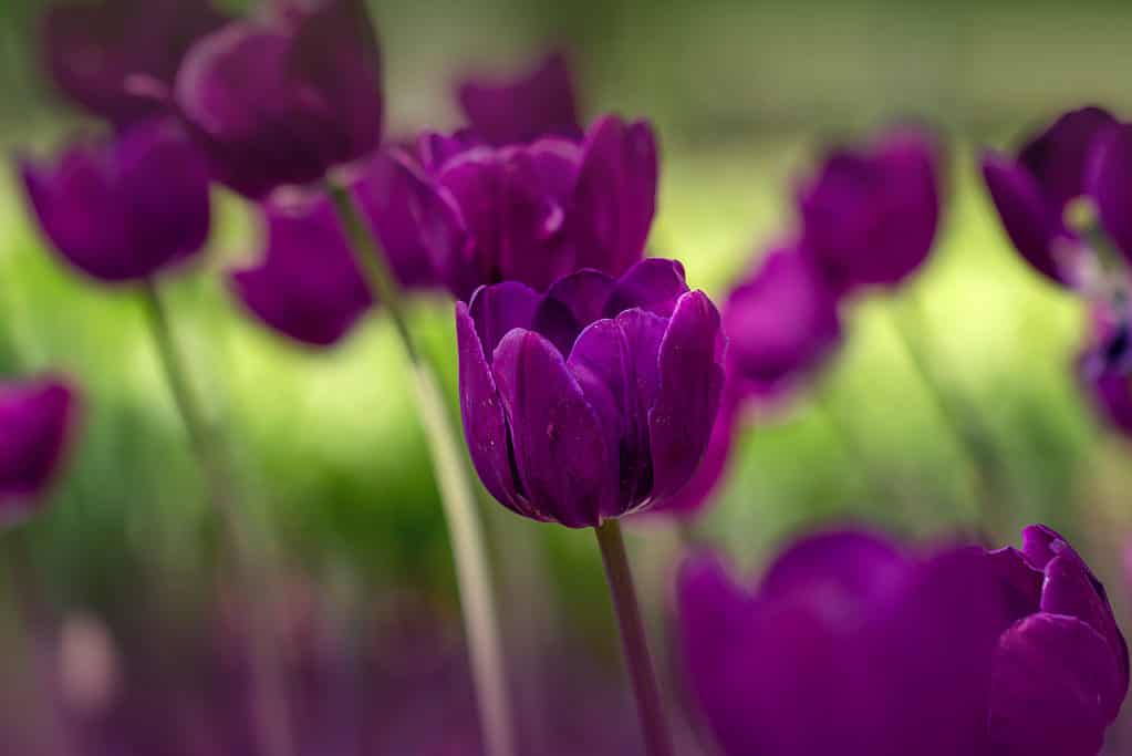 A field of purple tulips in spring. The tulip is called NEGRITA.