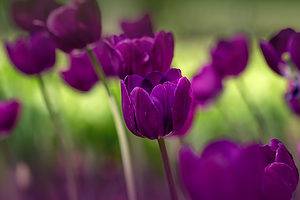 11 Charming Types of Purple Tulips for Your Garden Picture