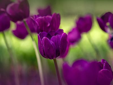 A 11 Charming Types of Purple Tulips for Your Garden